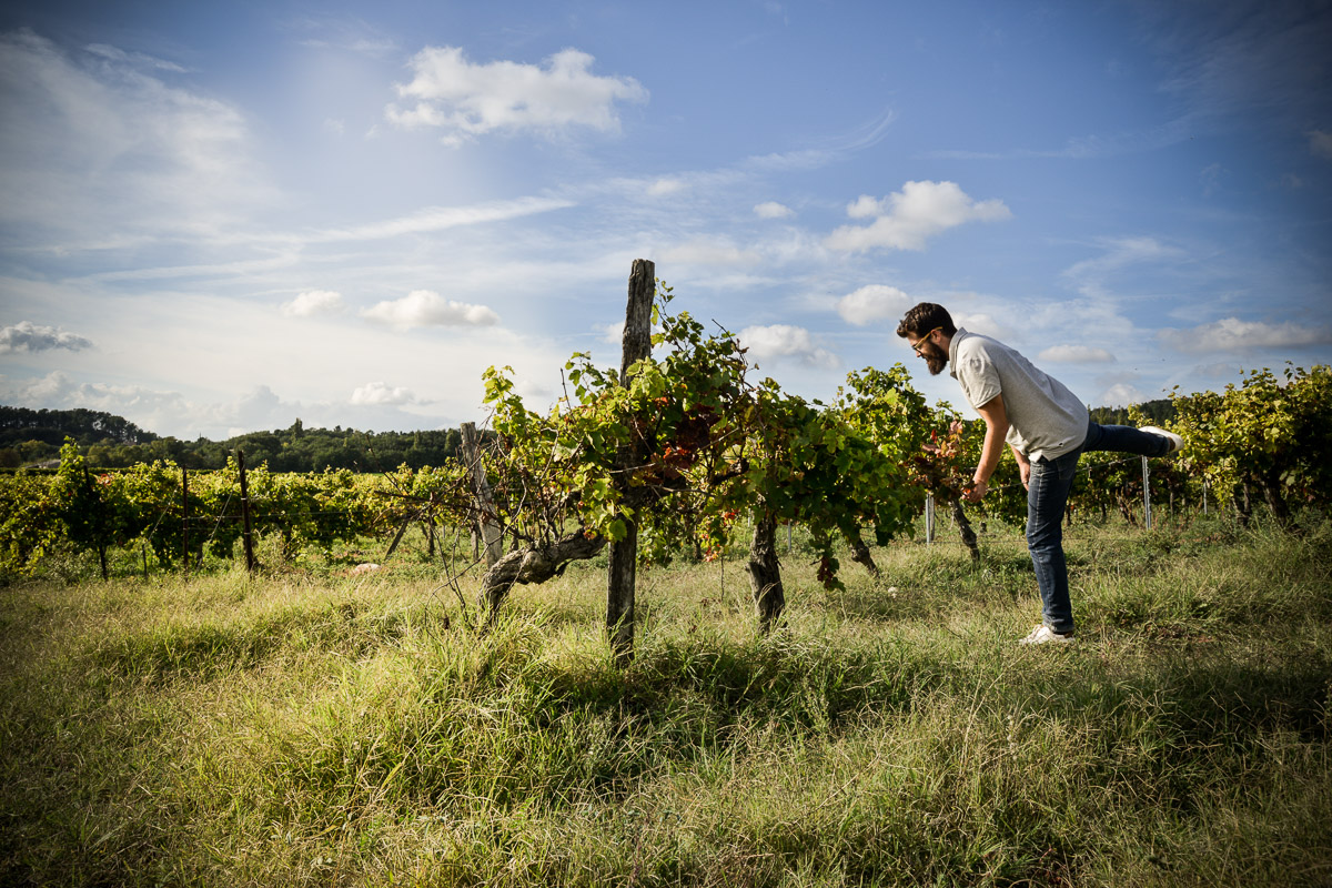 Vins Œnotourisme et évènements à Valaurie (26) - LE DOMAINE ROZEL - Toutes nos cultures sont labelisées Agriculture Biologique...